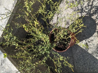 PXL_20210923_101322052.PORTRAIT.jpg (215.66 KiB) Osservato 524 volte PXL_20210923_101322052.PORTRAIT.jpg