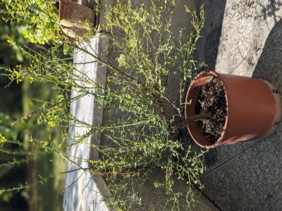 PXL_20210923_101333983.PORTRAIT.jpg (183.6 KiB) Osservato 524 volte PXL_20210923_101333983.PORTRAIT.jpg