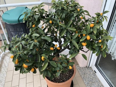 Kumquat a Natale.JPG (159.58 KiB) Osservato 517 volte Kumquat a Natale.JPG