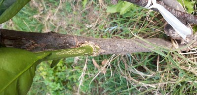 orange1.jpg (87.07 KiB) Osservato 630 volte orange1.jpg