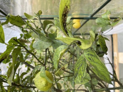 IMG_5288.jpg (110.08 KiB) Osservato 769 volte IMG_5288.jpg