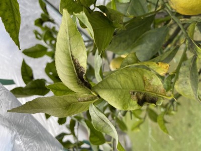 IMG_5287.jpg (85.24 KiB) Osservato 766 volte IMG_5287.jpg