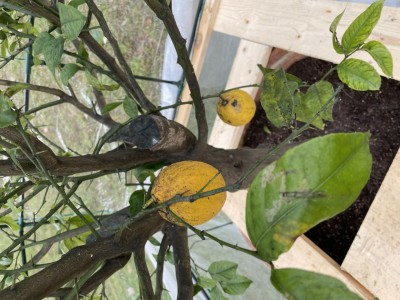 IMG_5285.jpg (117.06 KiB) Osservato 766 volte IMG_5285.jpg