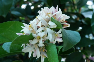 DSC03679.JPG (183.44 KiB) Osservato 508 volte DSC03679.JPG