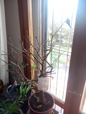 IMG_20220220_150937_157.jpg (97.22 KiB) Osservato 966 volte IMG_20220220_150937_157.jpg