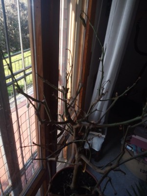 16453666068085279166045048565374.jpg (91.8 KiB) Osservato 963 volte 16453666068085279166045048565374.jpg