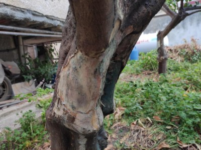 gommosi.jpeg (112.47 KiB) Osservato 788 volte gommosi.jpeg