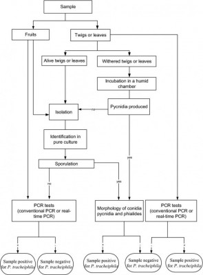 protocollo diagnostico mal secco.jpg (66.42 KiB) Osservato 1664 volte protocollo diagnostico mal secco.jpg