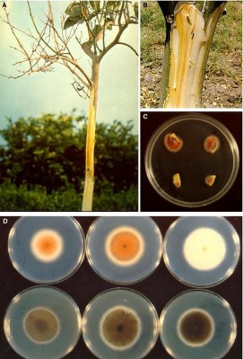 mal secco diagnostica.jpg (92.18 KiB) Osservato 1292 volte mal secco diagnostica.jpg