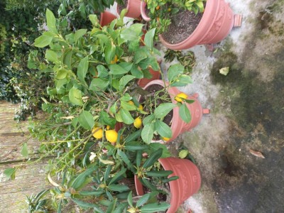 20230314_120258.jpg (153.3 KiB) Osservato 932 volte 20230314_120258.jpg