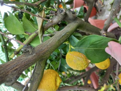 20230314_120312.jpg (109.65 KiB) Osservato 916 volte 20230314_120312.jpg