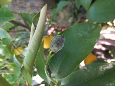 20230315_155444.jpg (62.91 KiB) Osservato 916 volte 20230315_155444.jpg