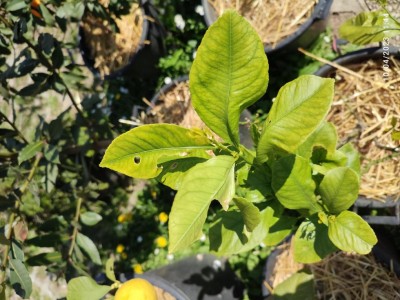 IMG_20230410_114427.jpg (115.18 KiB) Osservato 964 volte IMG_20230410_114427.jpg