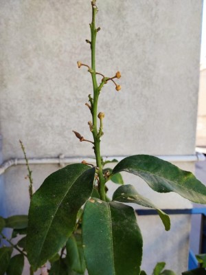 IMG_20230806_082145.jpg (68.88 KiB) Osservato 1081 volte IMG_20230806_082145.jpg