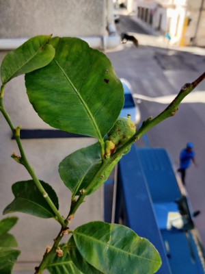 IMG_20230806_082217.jpg (73.81 KiB) Osservato 1081 volte IMG_20230806_082217.jpg