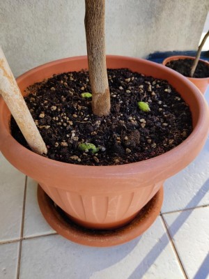 IMG_20230806_082303.jpg (98.99 KiB) Osservato 1081 volte IMG_20230806_082303.jpg