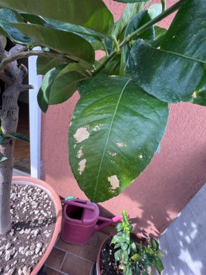 limone_04.jpeg (123.61 KiB) Osservato 1229 volte limone_04.jpeg