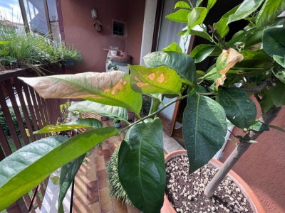 limone_05.jpeg (144.66 KiB) Osservato 1229 volte limone_05.jpeg