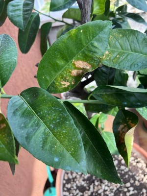 limone_08.jpeg (111.15 KiB) Osservato 1229 volte limone_08.jpeg