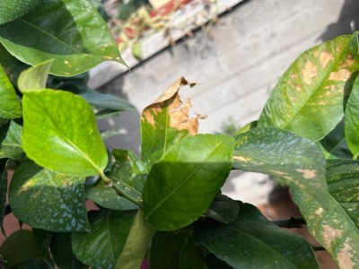 limone_09.jpeg (87.06 KiB) Osservato 1229 volte limone_09.jpeg