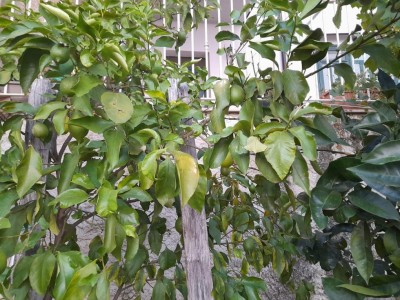 IMG-20230926-WA0013.jpg (162.13 KiB) Osservato 1322 volte IMG-20230926-WA0013.jpg