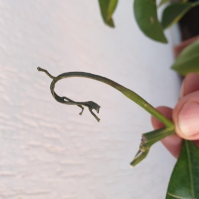 20240402_191005.jpg (41.12 KiB) Osservato 1323 volte 20240402_191005.jpg