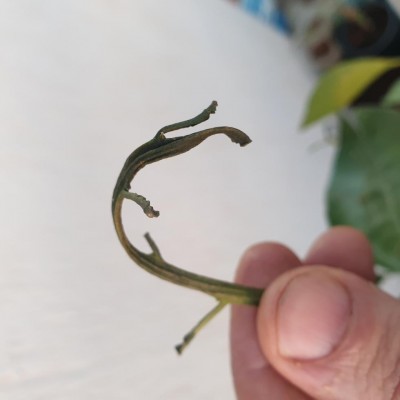 20240402_191036.jpg (38.04 KiB) Osservato 1323 volte 20240402_191036.jpg