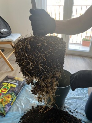 Radici / kumquat1.jpg kumquat1.jpg