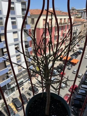 Stato attuale / kumquat2.jpg kumquat2.jpg