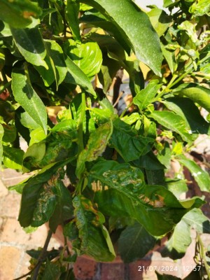 IMG_20240721_125744.jpg (127.51 KiB) Osservato 1155 volte IMG_20240721_125744.jpg