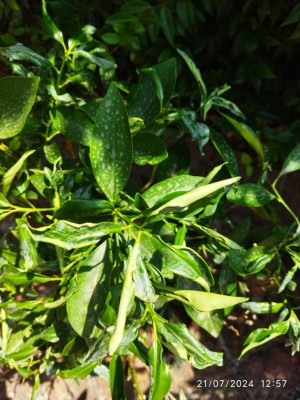 IMG_20240721_125757_1.jpg (120.17 KiB) Osservato 1155 volte IMG_20240721_125757_1.jpg