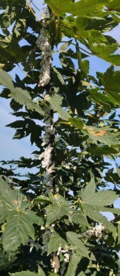 IMG_20240826_171707.jpg (105.85 KiB) Osservato 1283 volte IMG_20240826_171707.jpg