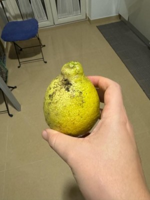 suberificazione limoni 1.jpg (55.98 KiB) Osservato 1207 volte suberificazione limoni 1.jpg