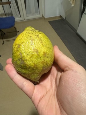 suberificazione limoni 2.jpg (64.86 KiB) Osservato 1207 volte suberificazione limoni 2.jpg