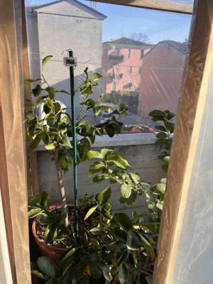 IMG_1074.jpg (112.82 KiB) Osservato 1133 volte IMG_1074.jpg