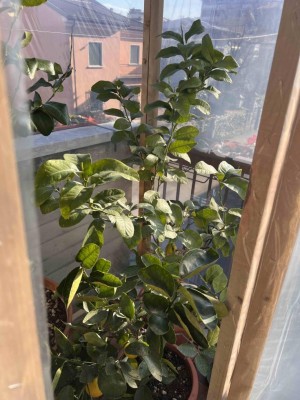 IMG_1075.jpg (116.79 KiB) Osservato 1133 volte IMG_1075.jpg