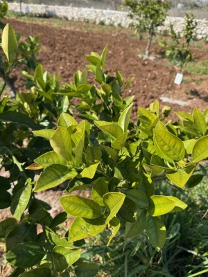 1.jpg (126.7 KiB) Osservato 1098 volte 1.jpg