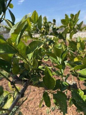 2.jpg (107.46 KiB) Osservato 1098 volte 2.jpg