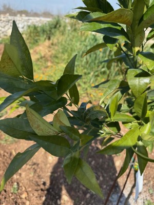 3.jpg (102.76 KiB) Osservato 911 volte 3.jpg