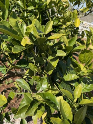 4.jpg (145.73 KiB) Osservato 911 volte 4.jpg