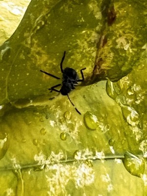 IMG_3147.jpeg (95.61 KiB) Osservato 468 volte IMG_3147.jpeg