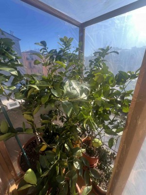 IMG_5690_low.jpg (121.54 KiB) Osservato 66 volte IMG_5690_low.jpg