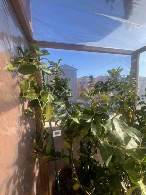 IMG_5691_low.jpg (110.41 KiB) Osservato 66 volte IMG_5691_low.jpg