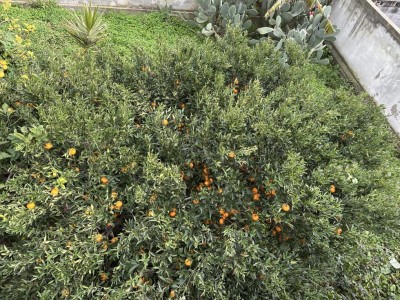 IMG_0456.jpeg (284.31 KiB) Osservato 59 volte IMG_0456.jpeg