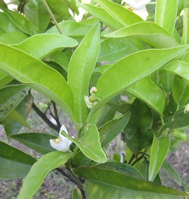 arancio Igna.jpg (81.49 KiB) Osservato 1324 volte arancio Igna.jpg