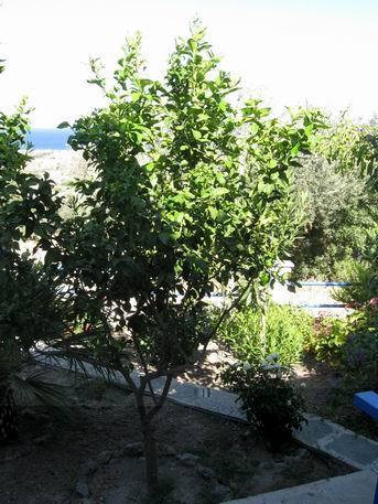 albero di limone.jpg albero di limone.jpg