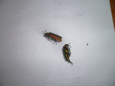 P7050391.JPG (81.43 KiB) Osservato 1079 volte P7050391.JPG