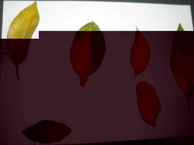 Quella piccola verde, partendo dalla punta, fino a metà è completamente ricoperta. / DSCN3560.JPG DSCN3560.JPG