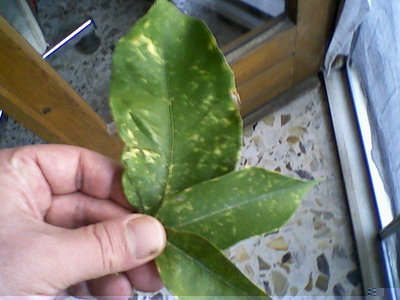 Fotografie-0126.jpg (79.56 KiB) Osservato 2488 volte Fotografie-0126.jpg