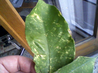 Fotografie-0127.jpg (77.14 KiB) Osservato 2488 volte Fotografie-0127.jpg